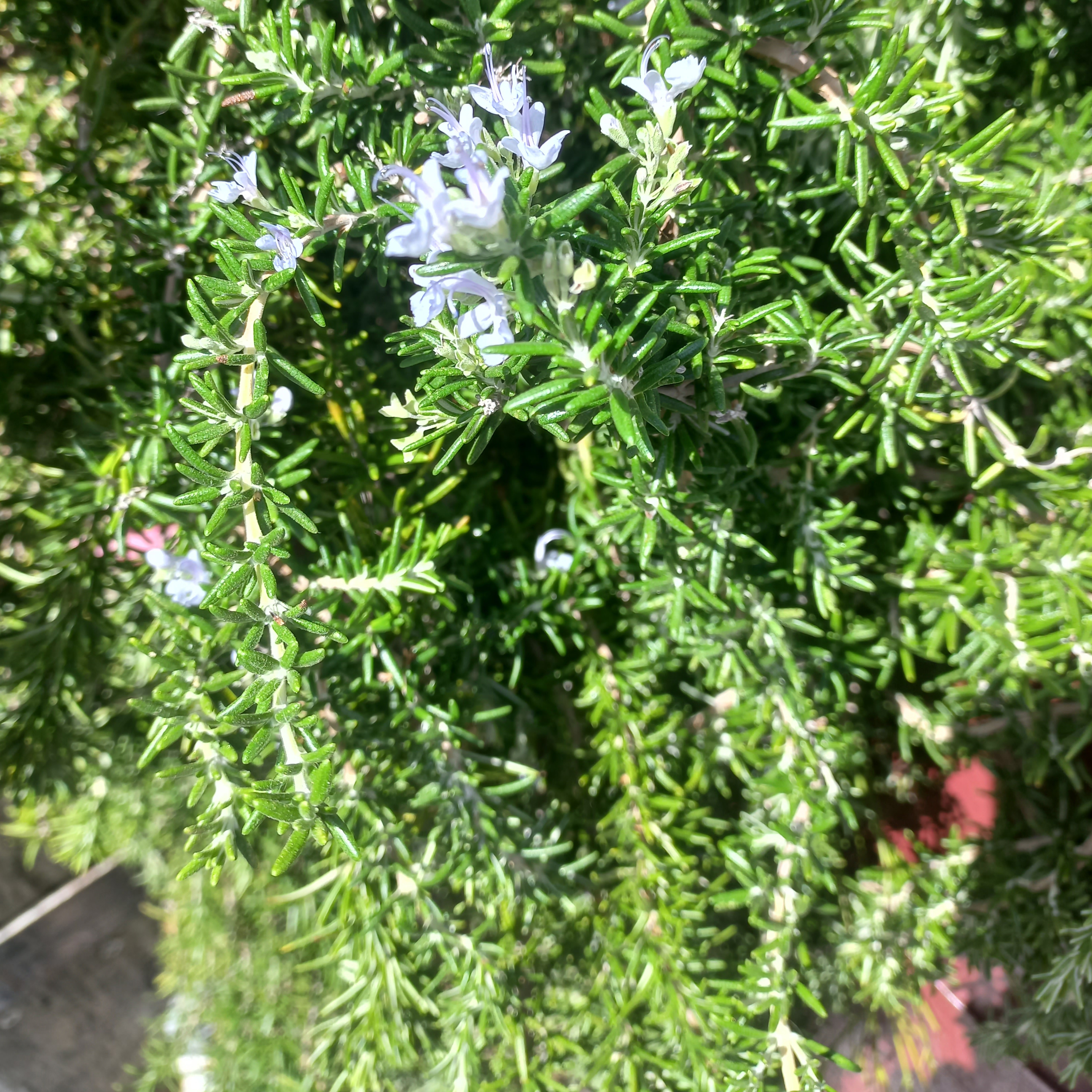 Rosemary Trailing